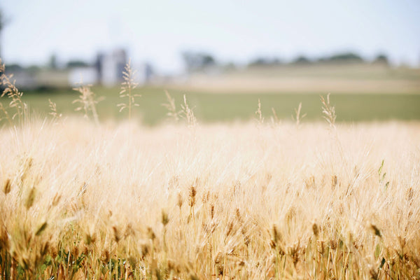When You Desire to Cultivate Faithfulness